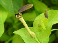 Aristolochia clematitis