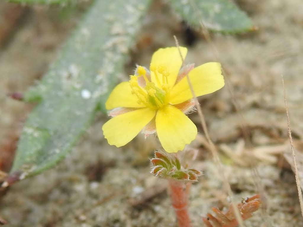Tribulus terrestris