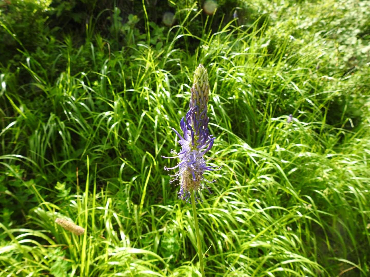 Phyteuma italicum