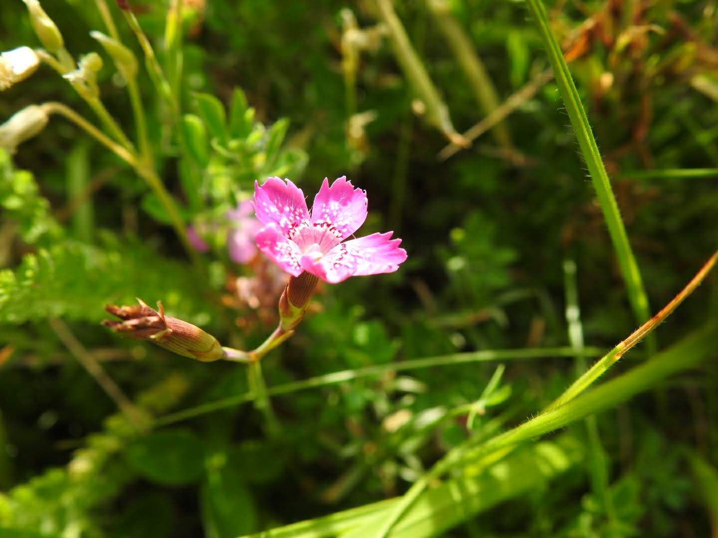 Dianthus deltoides