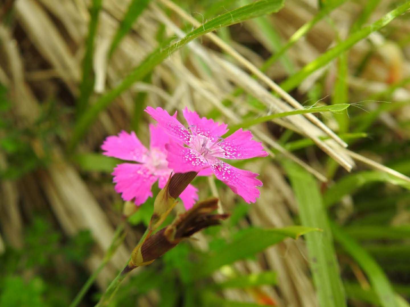 Dianthus deltoides