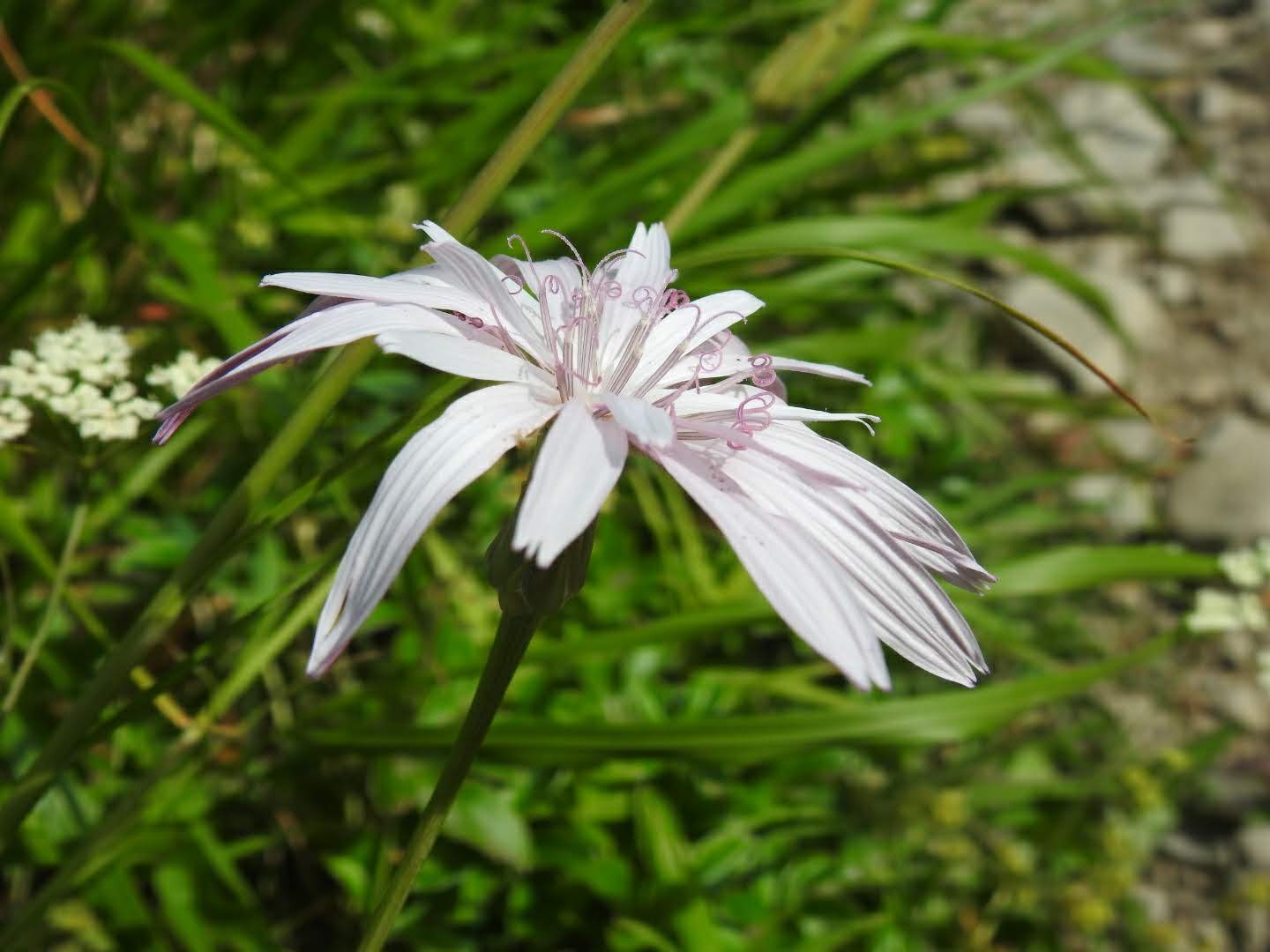 Scorzonera rosea