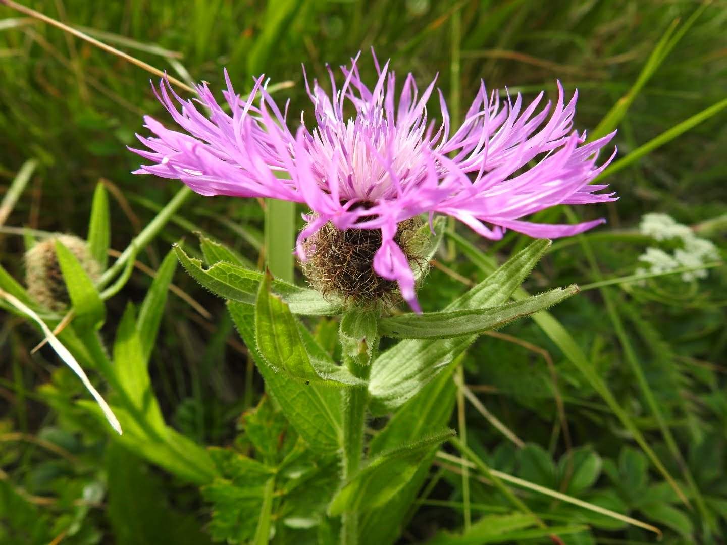 Centaurea nervosa