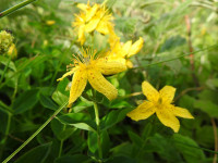 Hypericum richeri