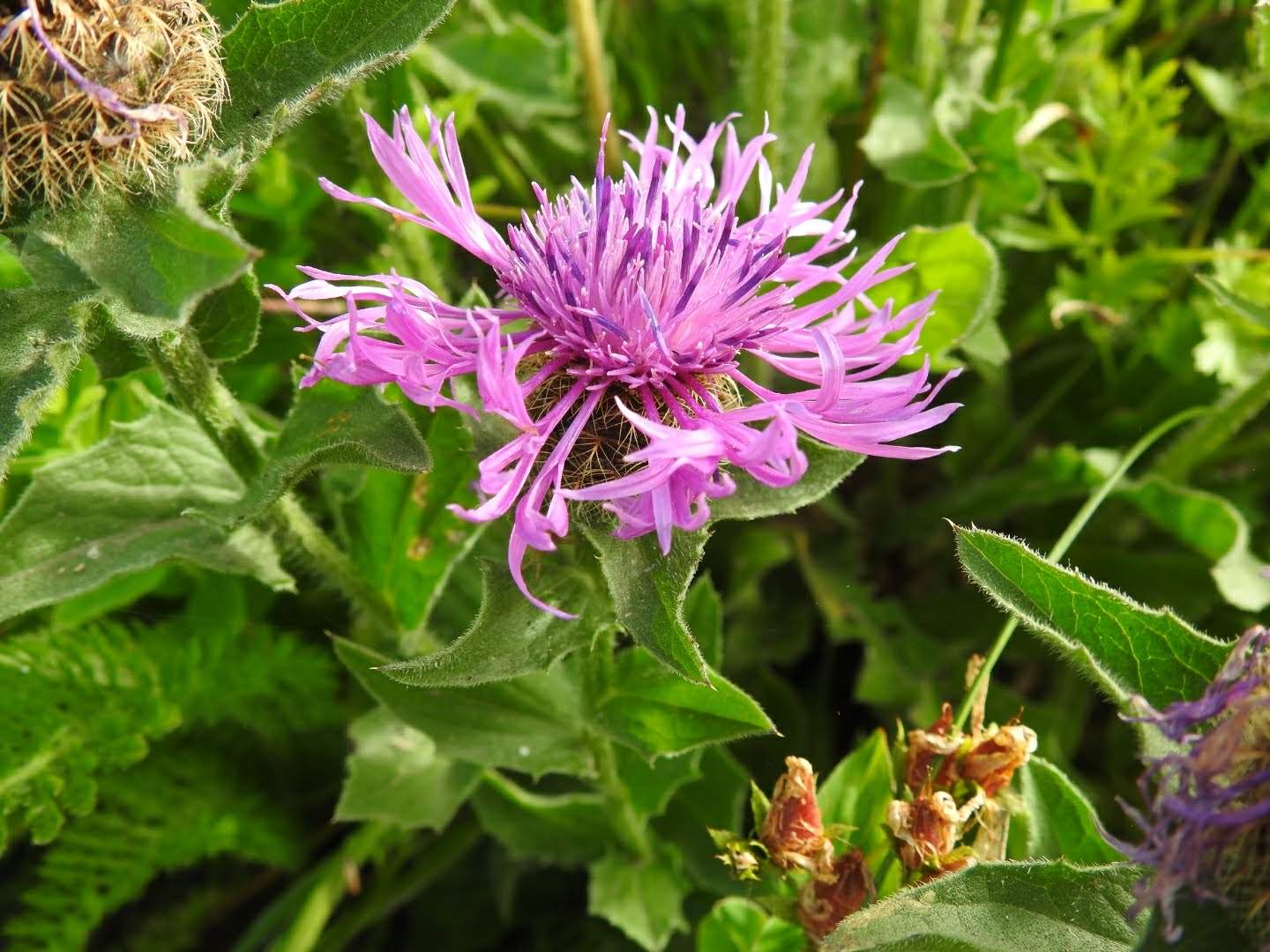 Centaurea nervosa