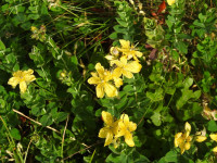 Hypericum richeri