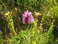 Betonica hirsuta