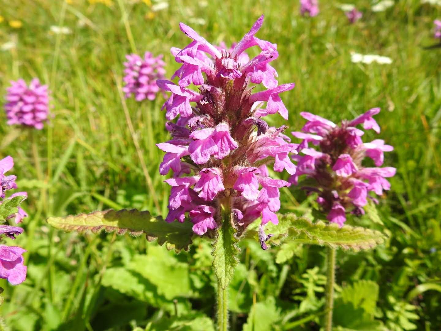 Betonica hirsuta