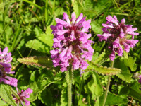 Betonica hirsuta