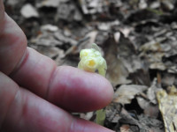 Monotropa hypopitys