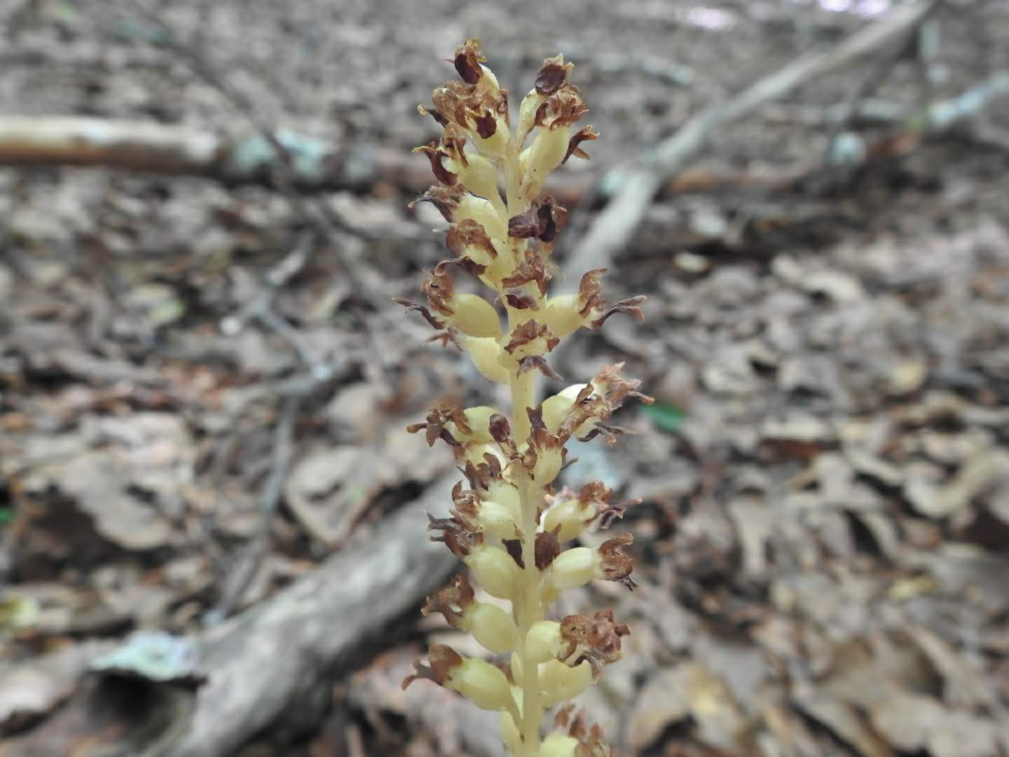 Monotropa hypopitys
