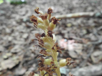 Monotropa hypopitys