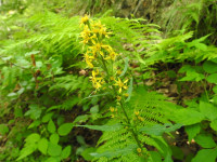 Solidago virgaurea