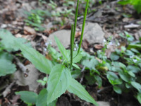 Epilobium montanum
