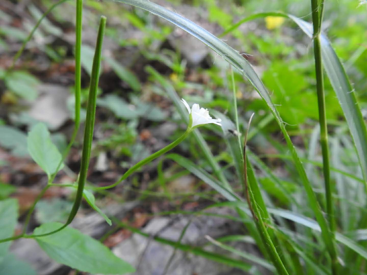 Epilobium montanum