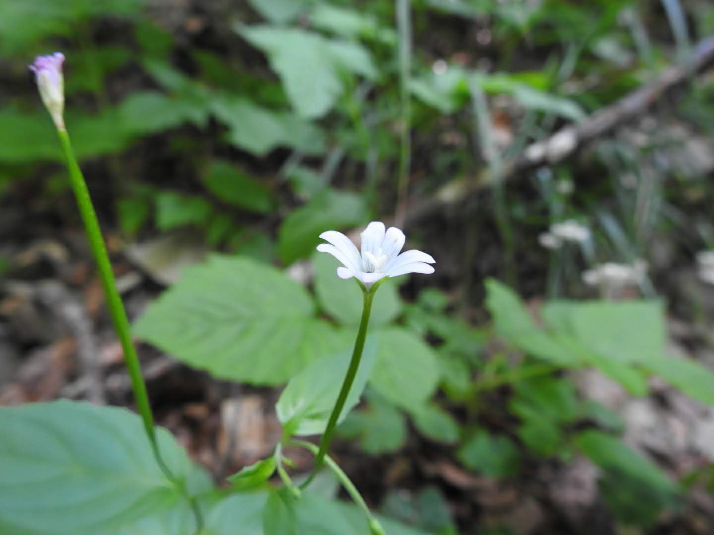 Epilobium montanum