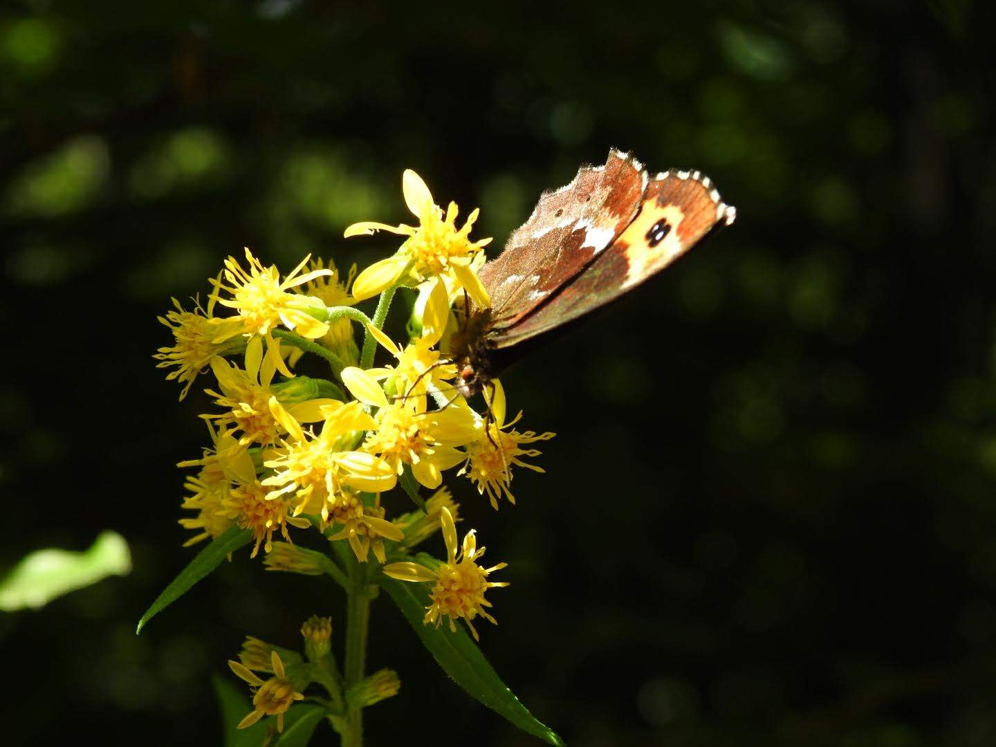 Solidago virgaurea