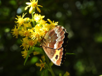 Solidago virgaurea