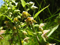 Epipactis leptochila