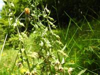 Epipactis leptochila