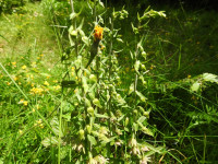 Epipactis leptochila