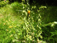 Epipactis leptochila