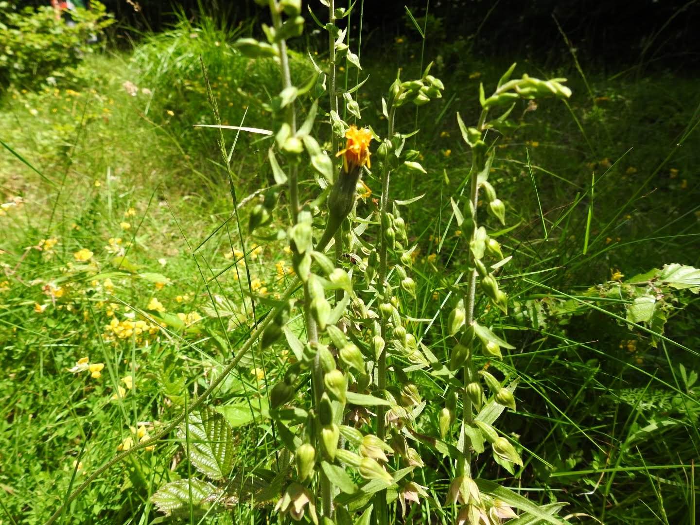 Epipactis leptochila