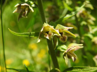 Epipactis leptochila