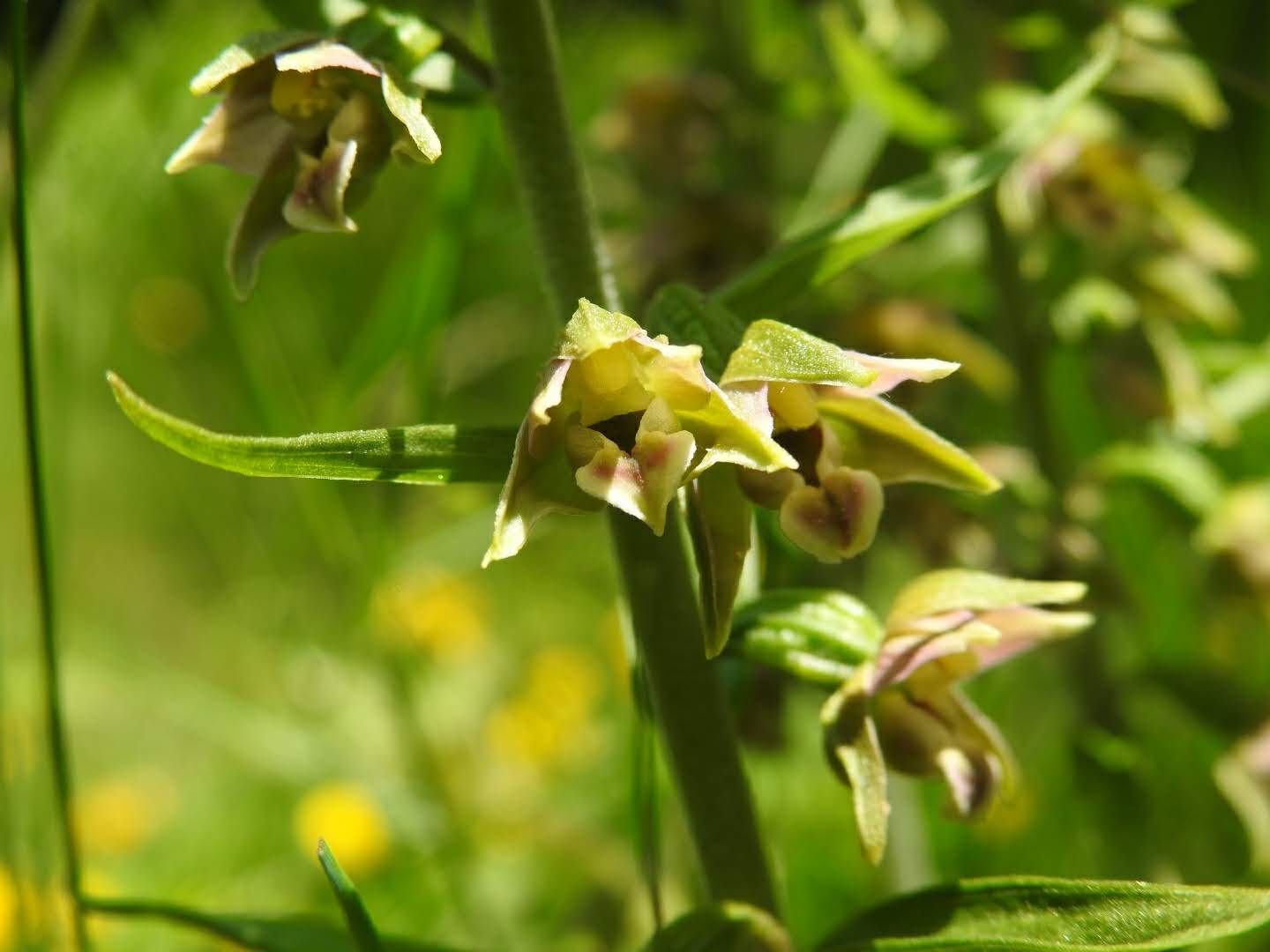 Epipactis leptochila