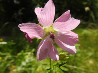 Malva moschata