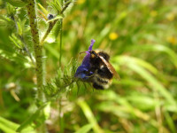 Echium vulgare