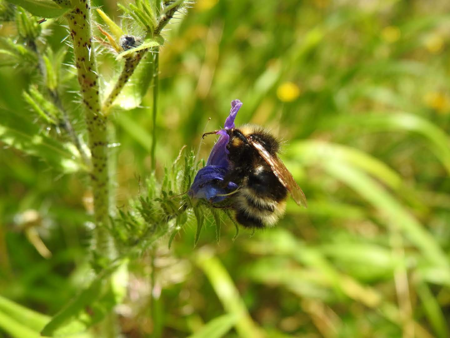 Echium vulgare