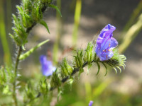 Echium vulgare