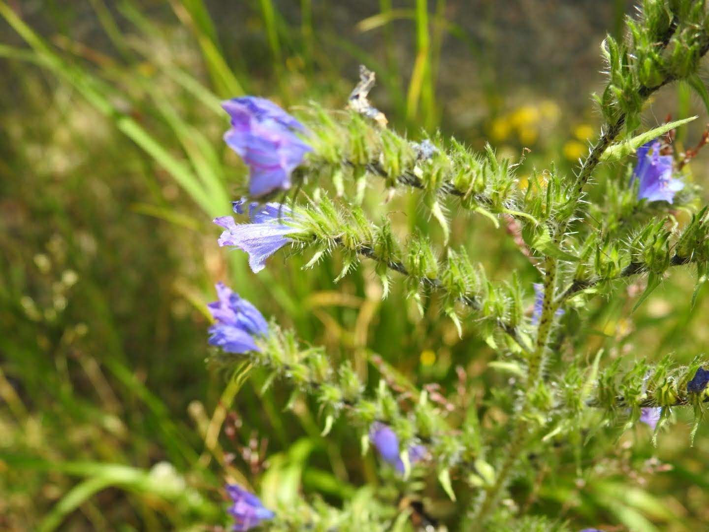 Echium vulgare