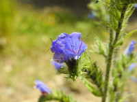Echium vulgare