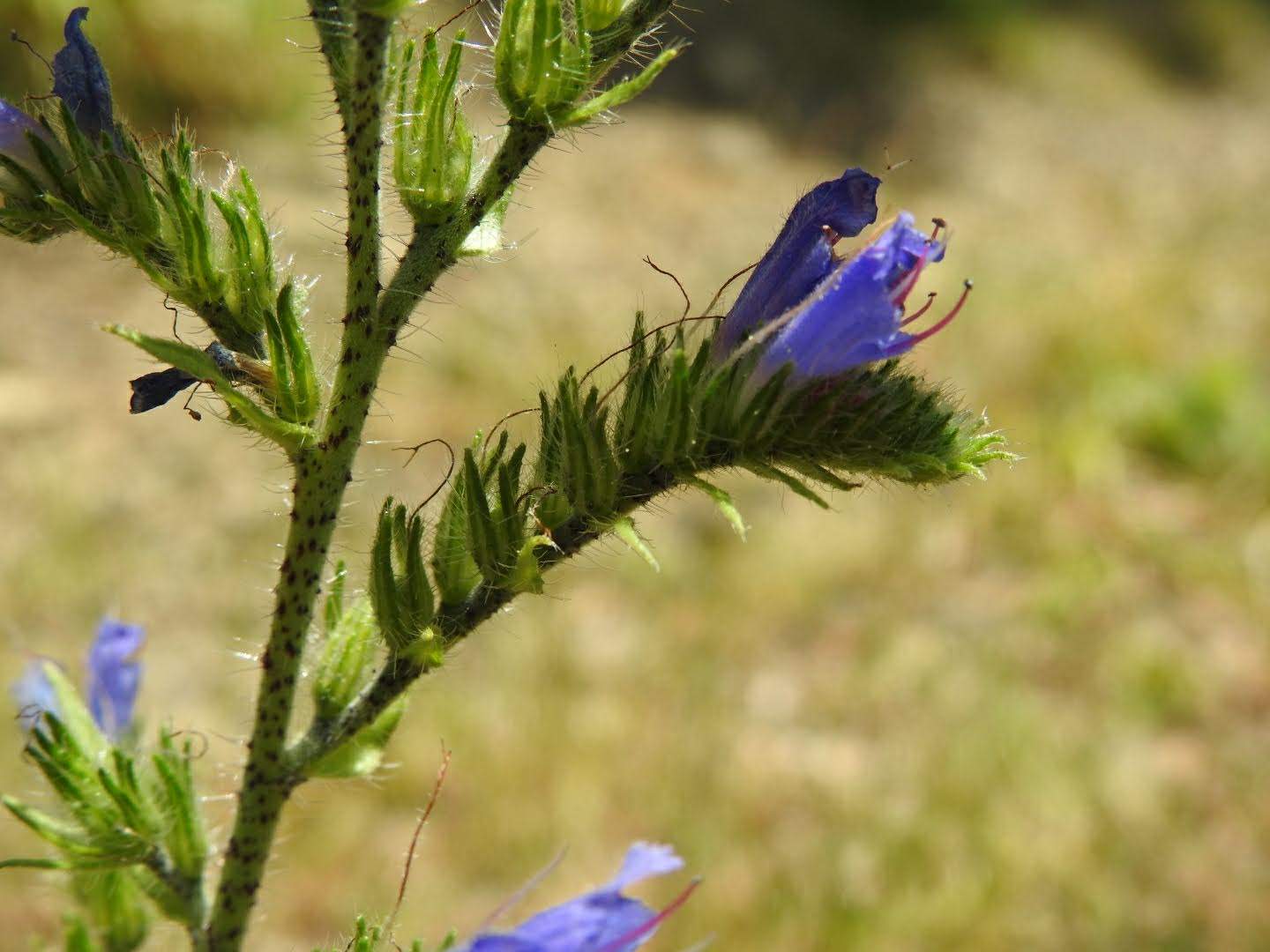 Echium vulgare