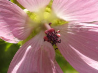 Malva moschata