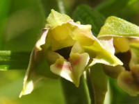 Epipactis leptochila