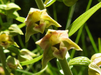 Epipactis leptochila