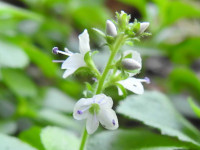 Veronica officinalis