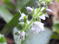 Veronica officinalis