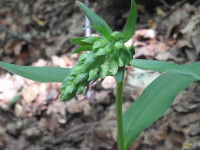 Epipactis helleborine