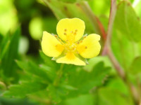 Potentilla erecta