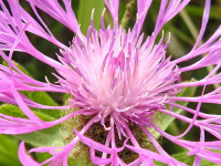 Centaurea nervosa