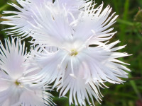 Dianthus hyssopifolius