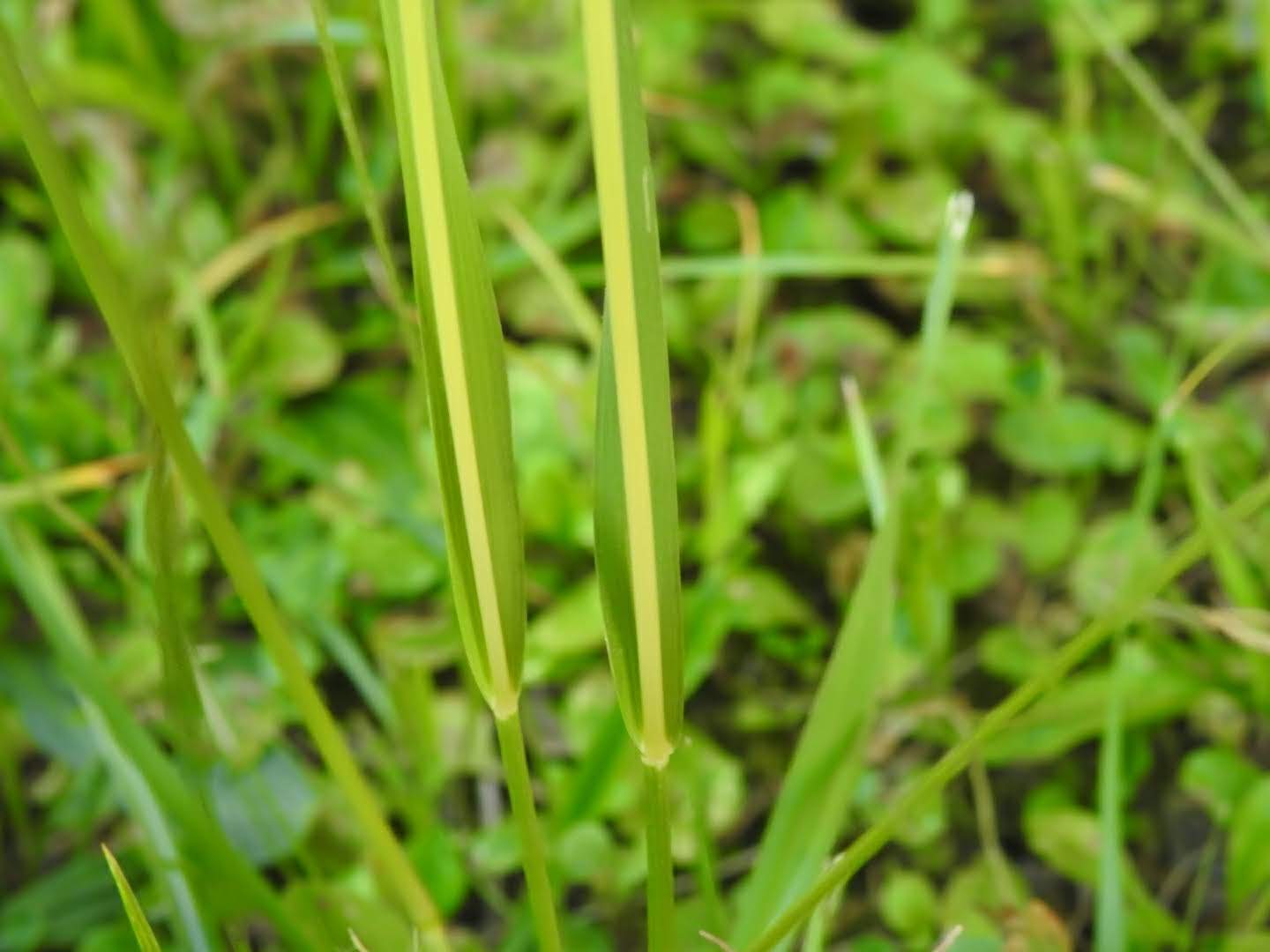 Sporobolus indicus