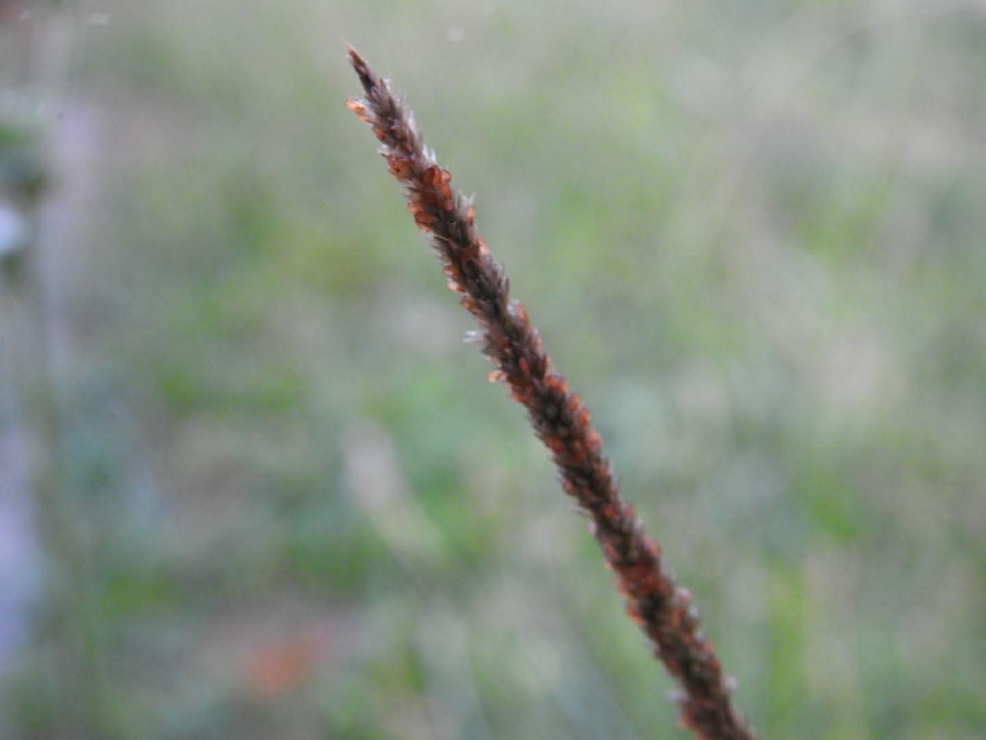 Sporobolus indicus