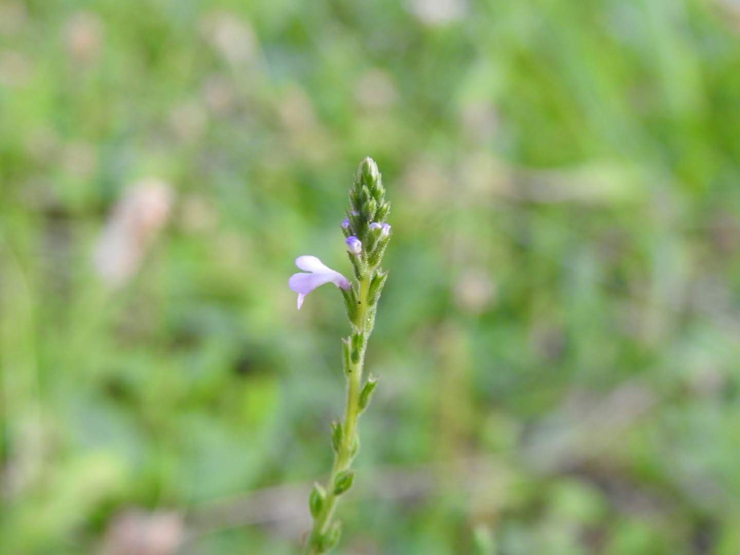 Verbena officinalis