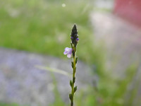 Verbena officinalis