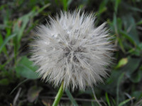 Hypochaeris radicata